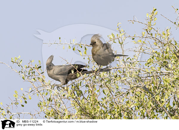 grey go-away birds / MBS-11224