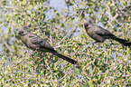 grey go-away birds