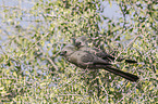 grey go-away birds
