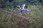 3 grey heron