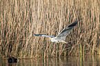 flying Grey Heron