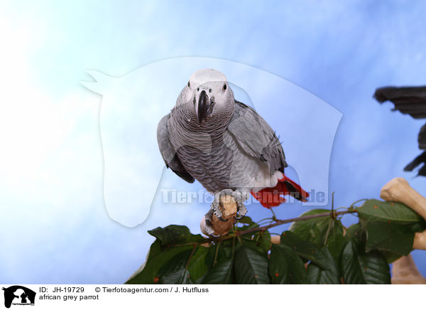 african grey parrot / JH-19729