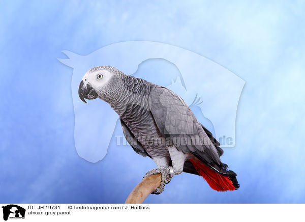 african grey parrot / JH-19731