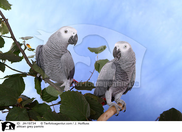 african grey parrots / JH-19734