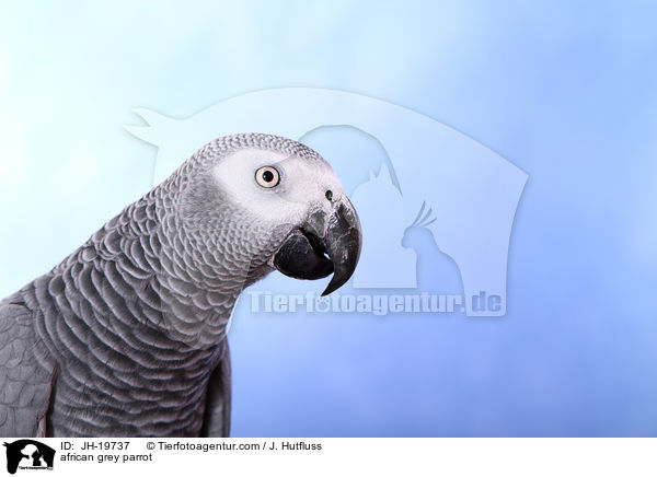 african grey parrot / JH-19737