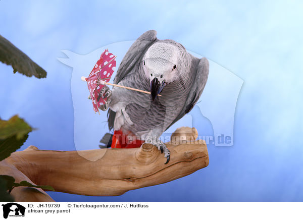 african grey parrot / JH-19739