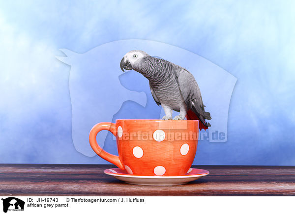 african grey parrot / JH-19743