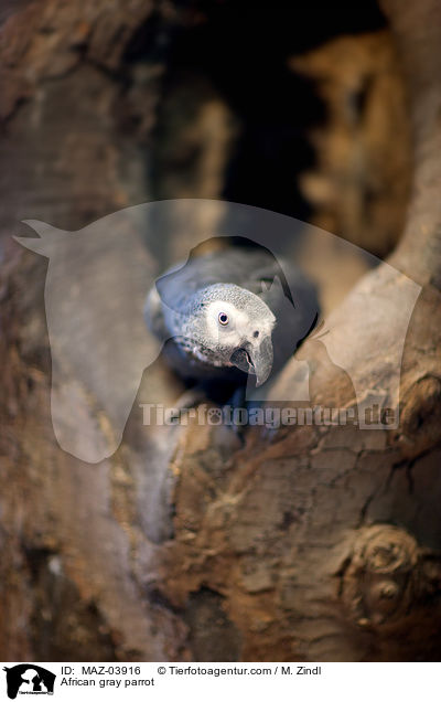 African gray parrot / MAZ-03916