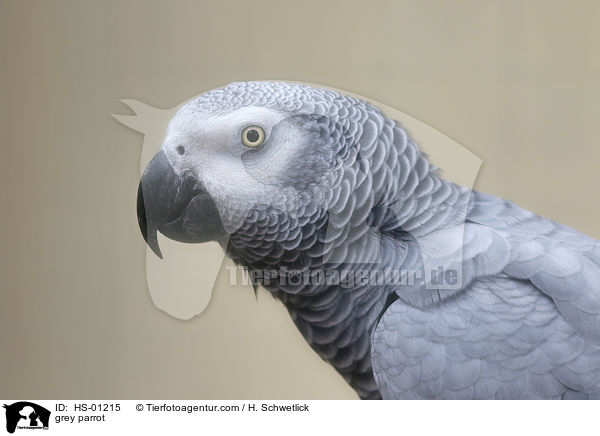 grey parrot / HS-01215