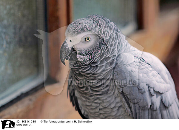 grey parrot / HS-01689