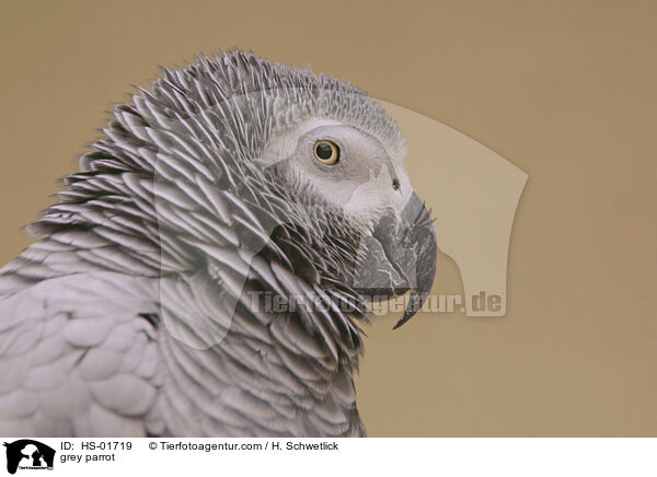 grey parrot / HS-01719