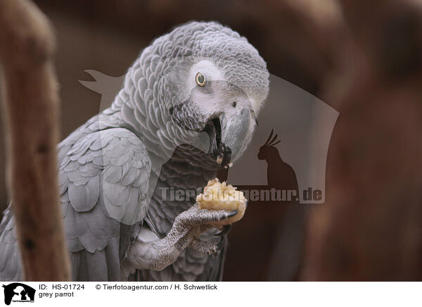 grey parrot / HS-01724