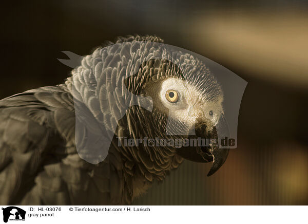 gray parrot / HL-03076