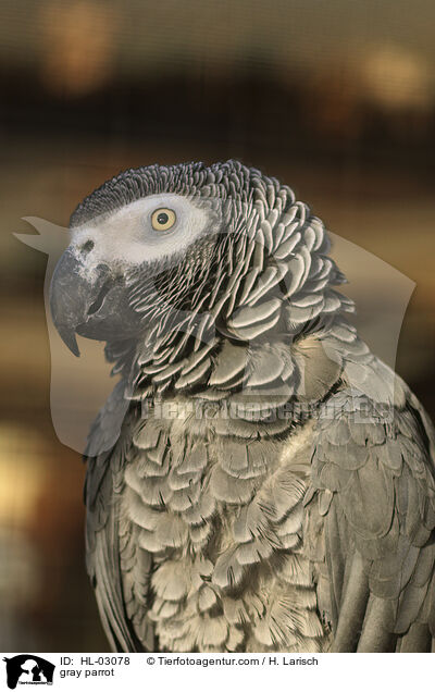 gray parrot / HL-03078