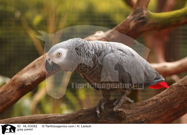 gray parrot / HL-03082
