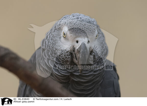 African gray parrot / HL-03840