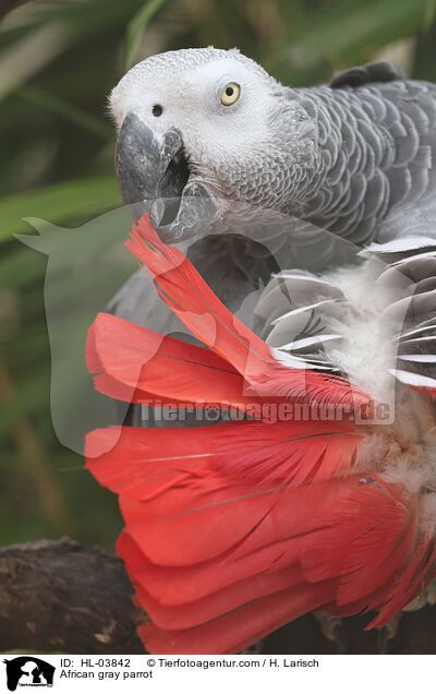 African gray parrot / HL-03842