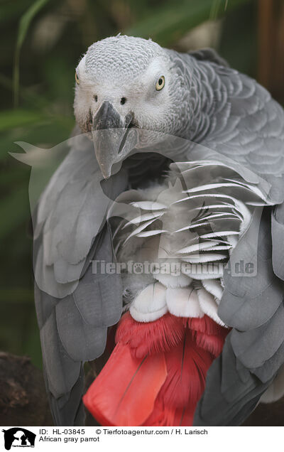 African gray parrot / HL-03845