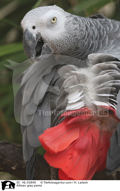 African gray parrot / HL-03846
