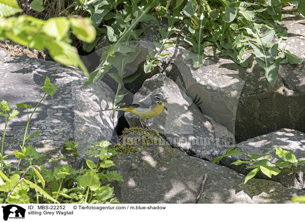 sitting Grey Wagtail / MBS-22252