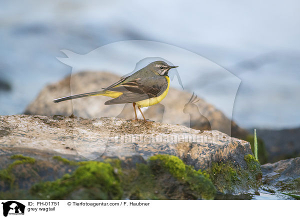 grey wagtail / FH-01751