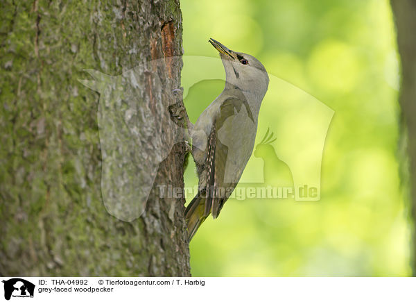 grey-faced woodpecker / THA-04992