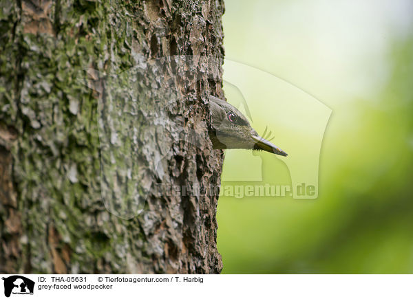 grey-faced woodpecker / THA-05631