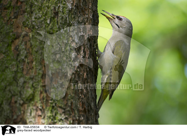 grey-faced woodpecker / THA-05634