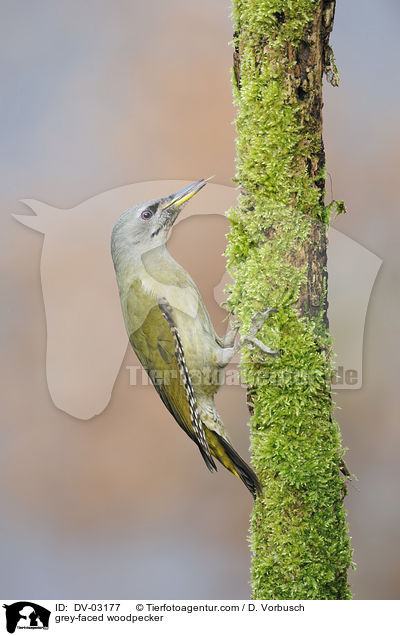grey-faced woodpecker / DV-03177