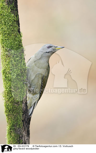 grey-faced woodpecker / DV-03179