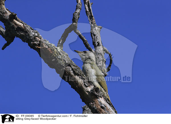 sitting Grey-faced Woodpecker / FF-09085