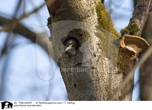 grey-faced woodpecker / THA-09497