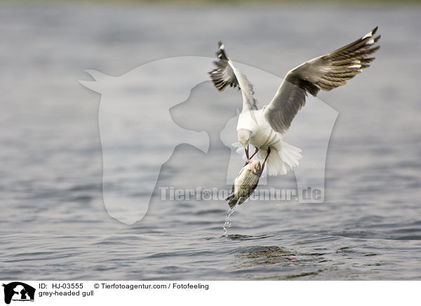 grey-headed gull / HJ-03555