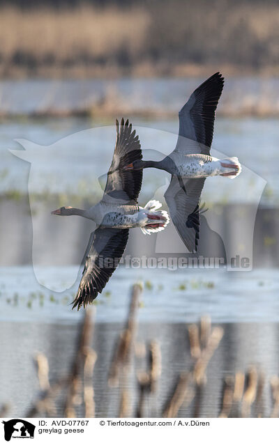 greylag geese / AVD-07767