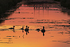 Grey geese in backlight