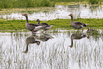 Grey geese in water