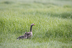 Grey geese in the meadow
