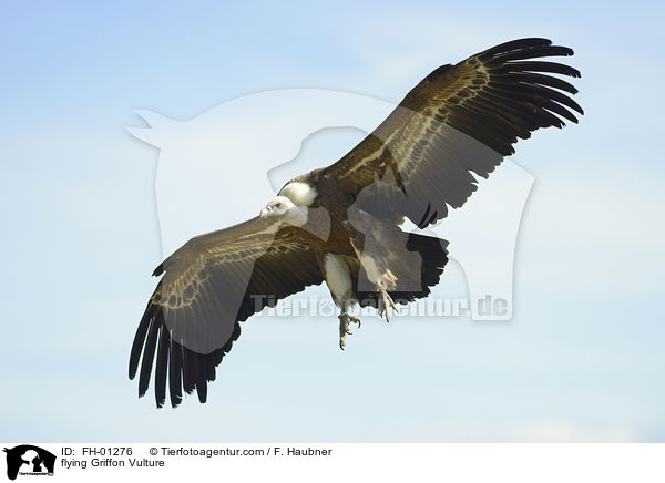 flying Griffon Vulture / FH-01276