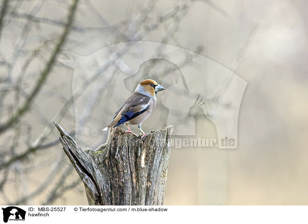 hawfinch / MBS-25527