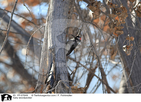 hairy woodpecker / FF-07649
