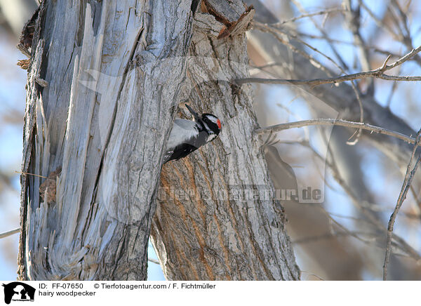 hairy woodpecker / FF-07650