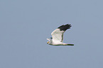 flying marsh hawk
