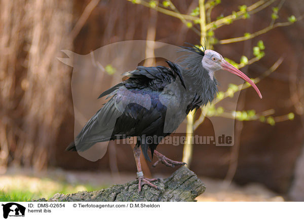 hermit ibis / DMS-02654