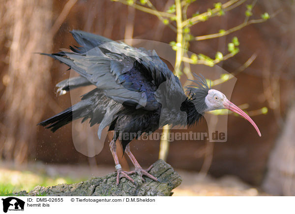 hermit ibis / DMS-02655