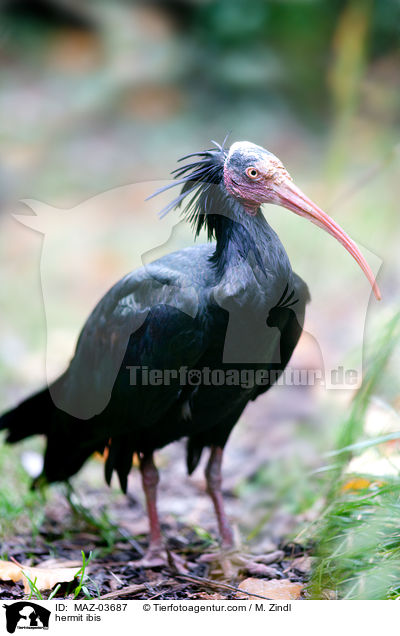hermit ibis / MAZ-03687
