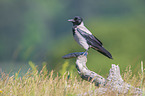 sitting Hooded Crow