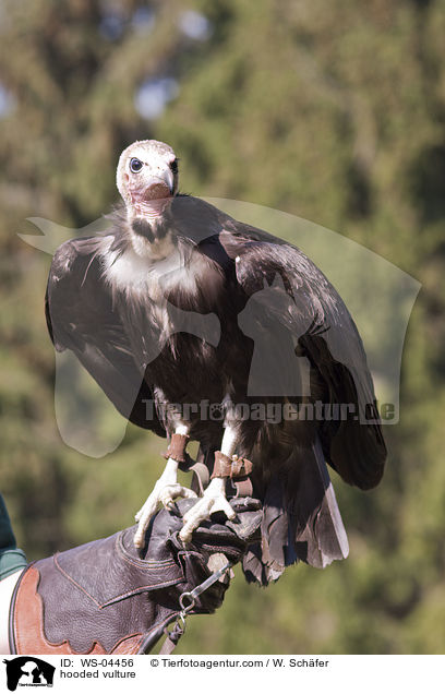 hooded vulture / WS-04456