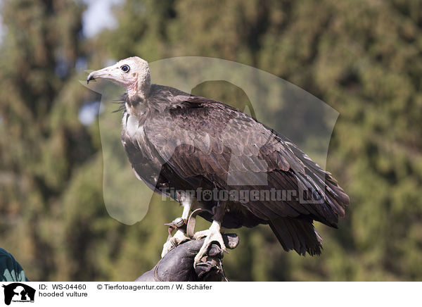 hooded vulture / WS-04460