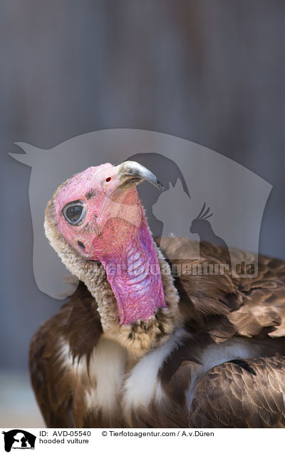 hooded vulture / AVD-05540