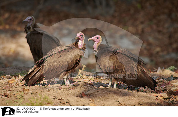 hooded vultures / JR-04929